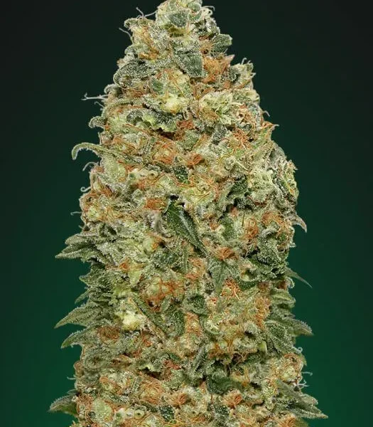 White Widow